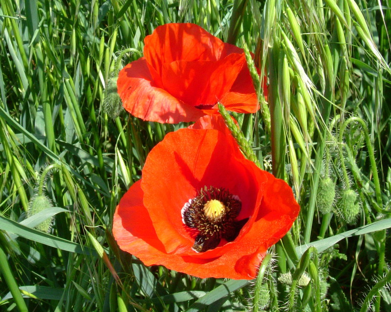 Papaver rhoeas/Papavero comune